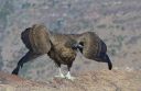 Nombre del archivo=condor-juvenil.jpg
Tamaño del archivo=194Kb
Dimensiones=800x520
Fecha añadida=08 de Septiembre de 12 condor-juvenil.jpg