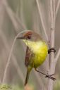 Nombre del archivo=pajaro-amarillo-3.jpg
Tamaño del archivo=188Kb
Dimensiones=533x800
Fecha añadida=08 de Septiembre de 12 pajaro-amarillo-3.jpg