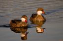 Nombre del archivo=pareja-pato-gargantillo.jpg
Tamaño del archivo=128Kb
Dimensiones=900x596
Fecha añadida=19 de Septiembre de 12 pareja-pato-gargantillo.jpg
